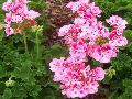 Allure Hot Pink Geranium / Pelargonium hortorum 